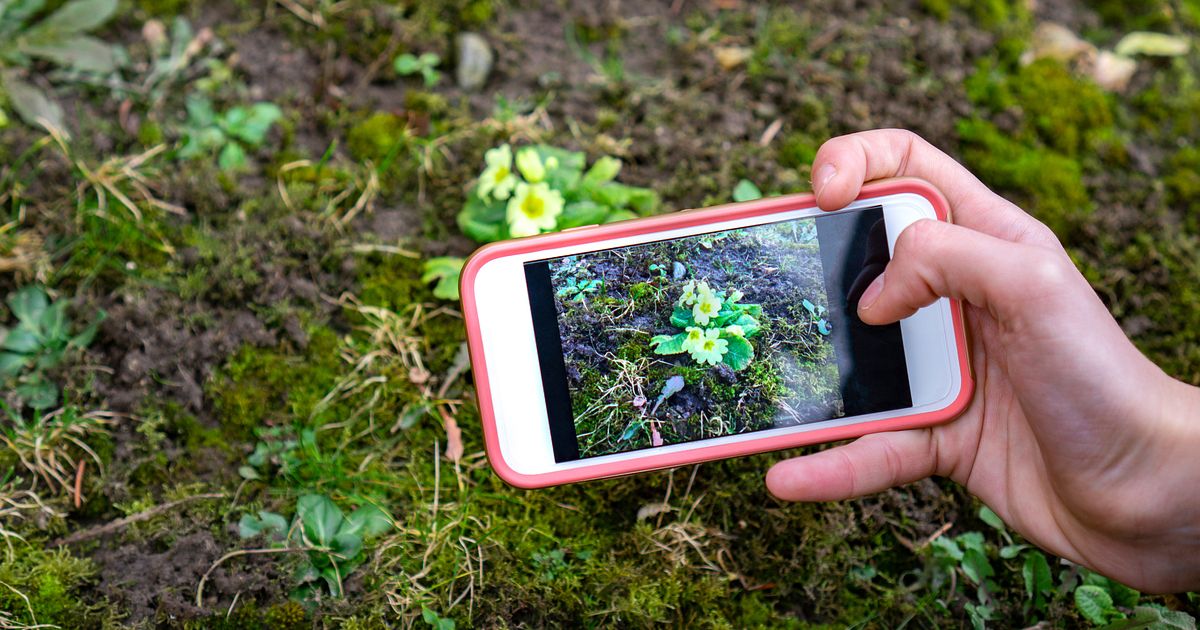 【iPhone・Android™】スマホでのGoogle画像検索のやり方や機能などを解説